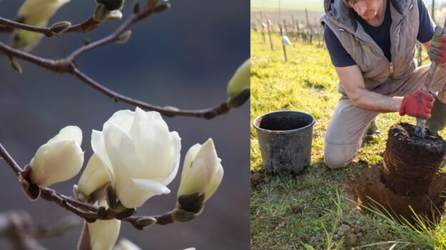 Magnolija nežydi? Augintoja Ieva atsako, kodėl